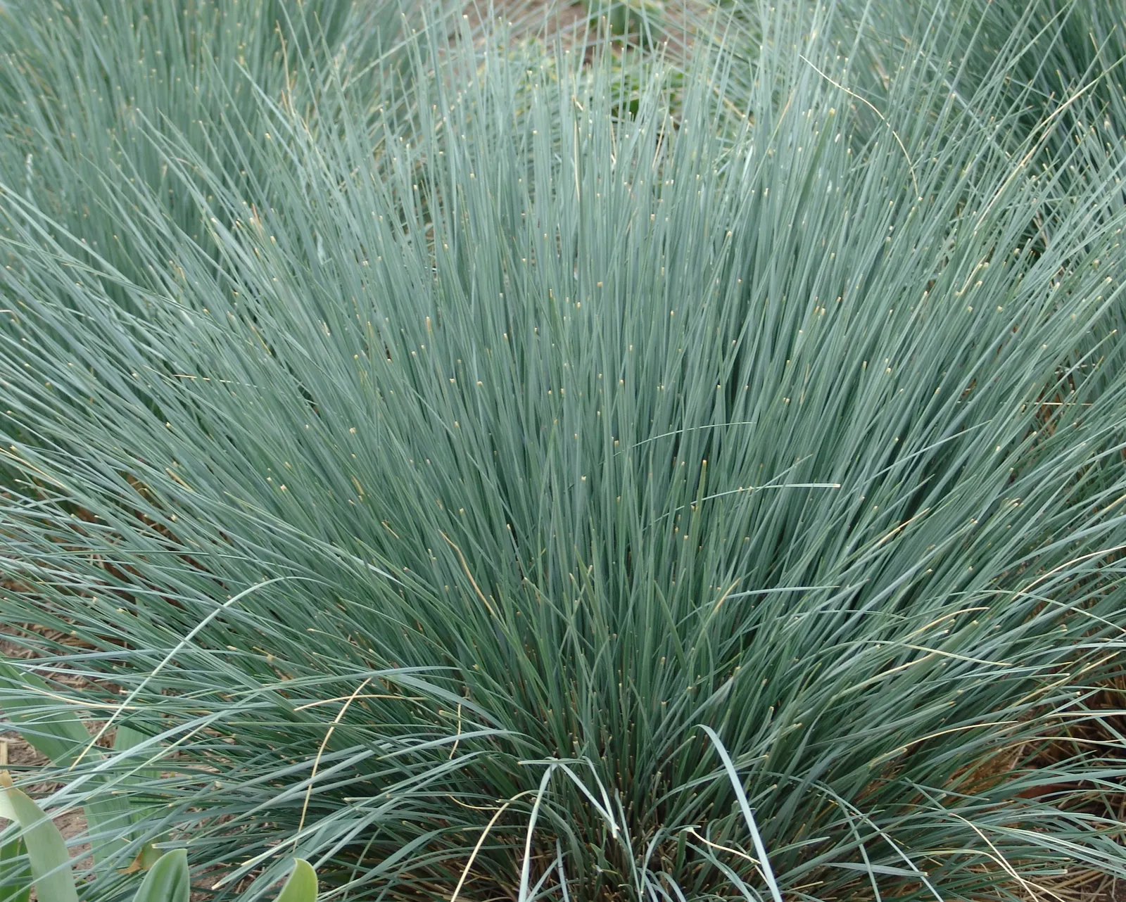 Blue Oat Grass (Helictotrichon Sempervirens) — This perennial grass typically matures to 2 to 3 feet in height and about the same in width