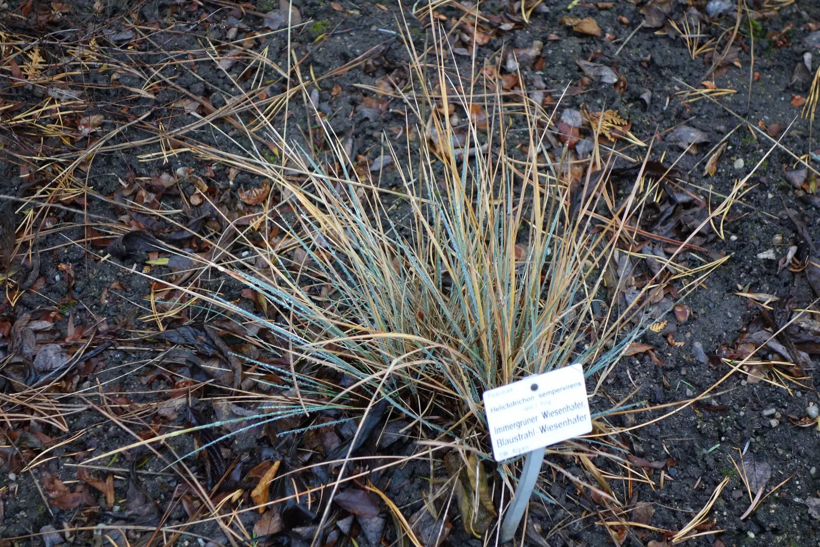 Blue Oat Grass (Helictotrichon Sempervirens) — Ideal for adding texture and cool tones to xeriscapes and modern gardens