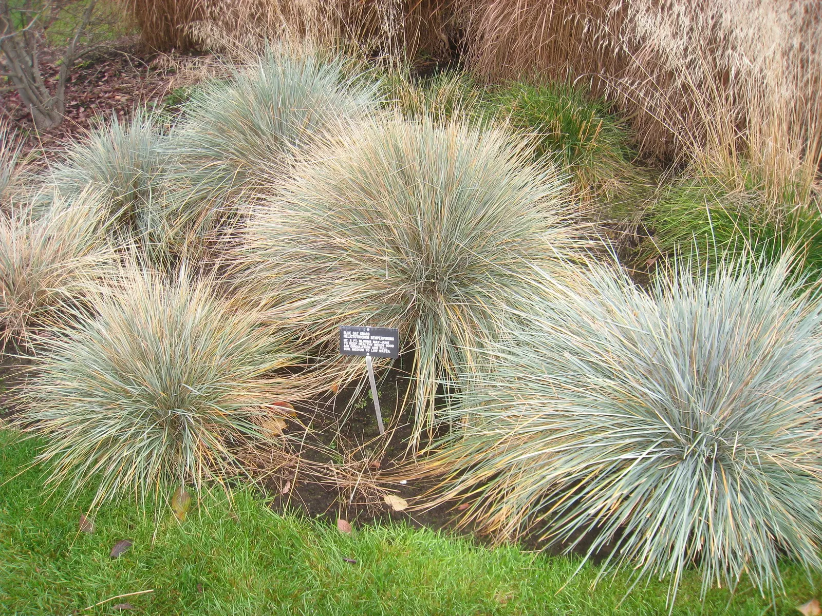 Blue Oat Grass (Helictotrichon Sempervirens) — Prefers full sun and well-drained soil, offering excellent drought resistance