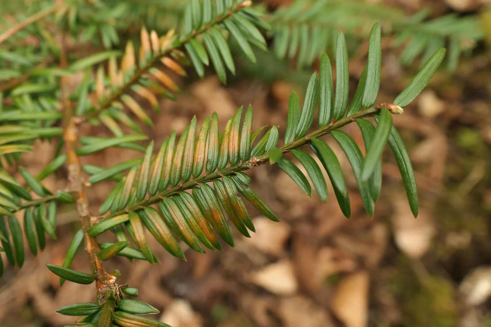 Irish Yew (Taxus Baccata 'Stricta') — It reaches up to 20 feet in height with a narrow spread of 4 feet