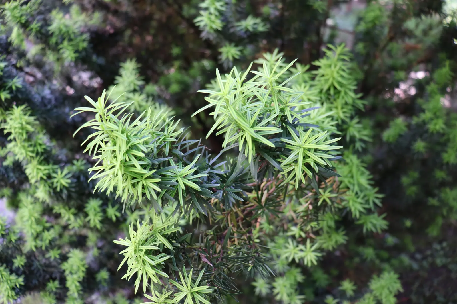 Irish Yew (Taxus Baccata 'Stricta') — The Irish Yew (Taxus baccata 'Stricta') is a dense, columnar evergreen, ideal for formal gardens