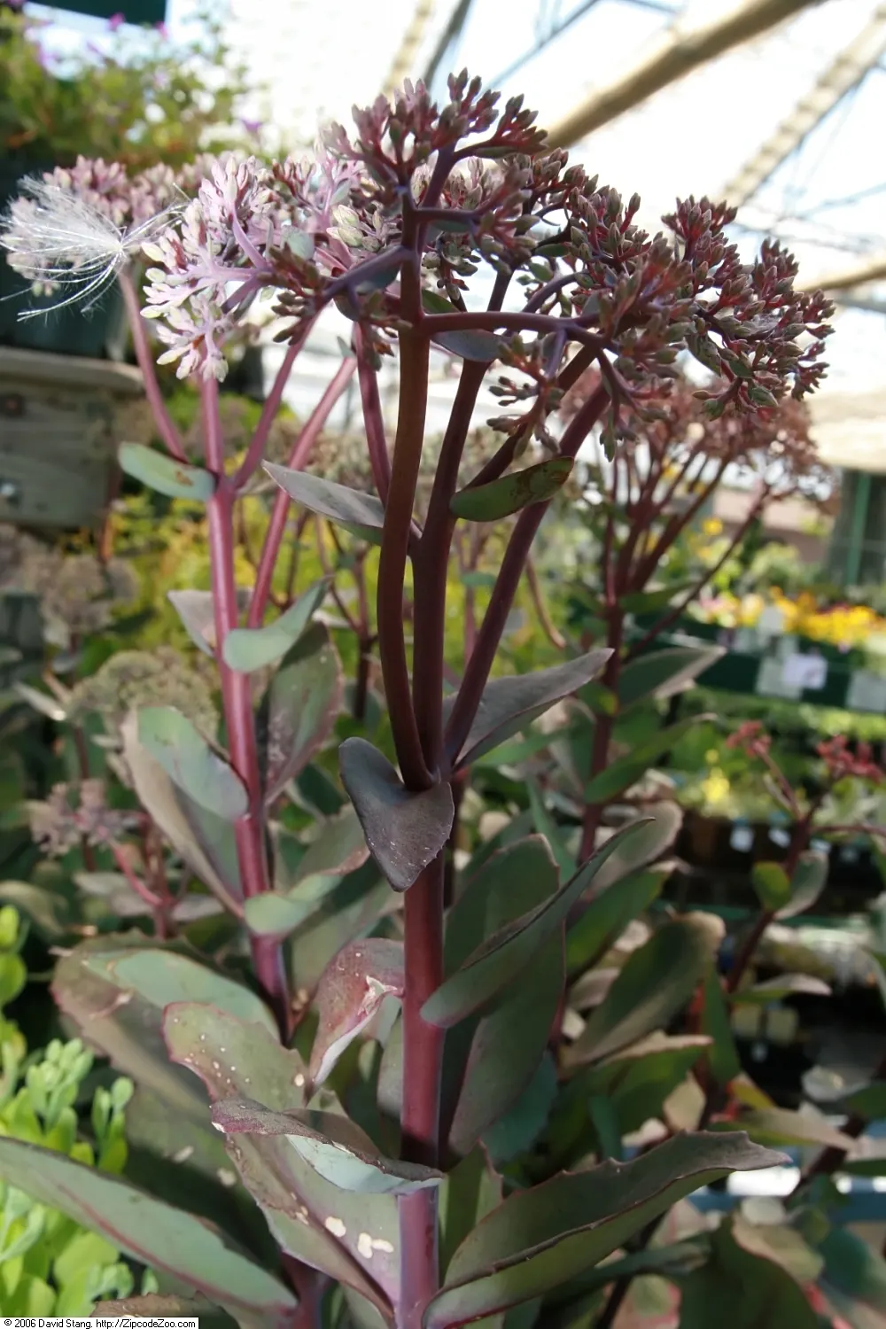 Autumn Stonecrop (Sedum 'Matrona') — Full sun and well-draining soil are optimal; which makes it an excellent choice for xeriscaping or in gardens that require