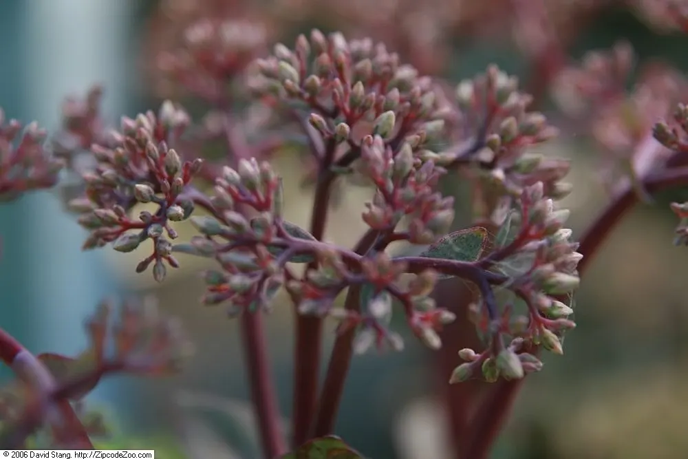 Autumn Stonecrop (Sedum 'Matrona') — This Stonecrop variety features robust; star-shaped pale pink flowers that evolve into a deep