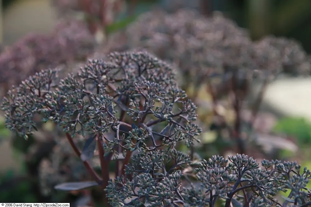 Autumn Stonecrop (Sedum 'Matrona') — upright stems reaching heights of approximately 18 to 24 inches; as stems remain upright and attractive through the colder