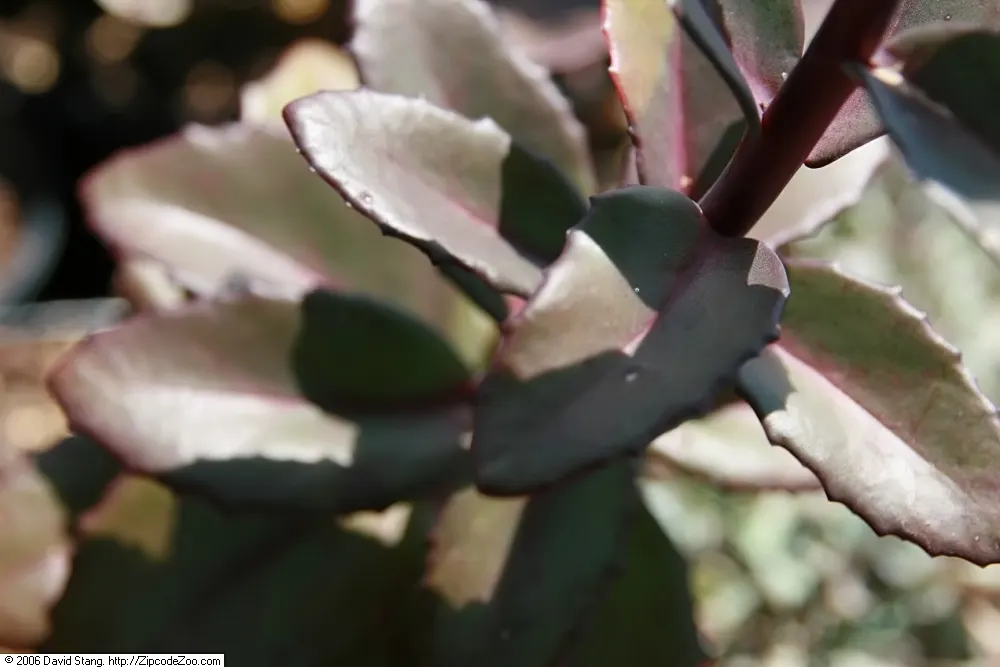 Autumn Stonecrop (Sedum 'Matrona') — ground cover for full or half