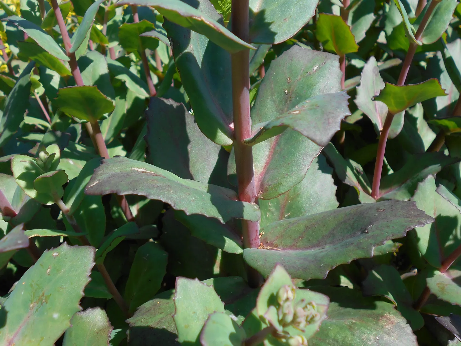 Autumn Stonecrop (Sedum 'Matrona') — It is notably drought-tolerant once established