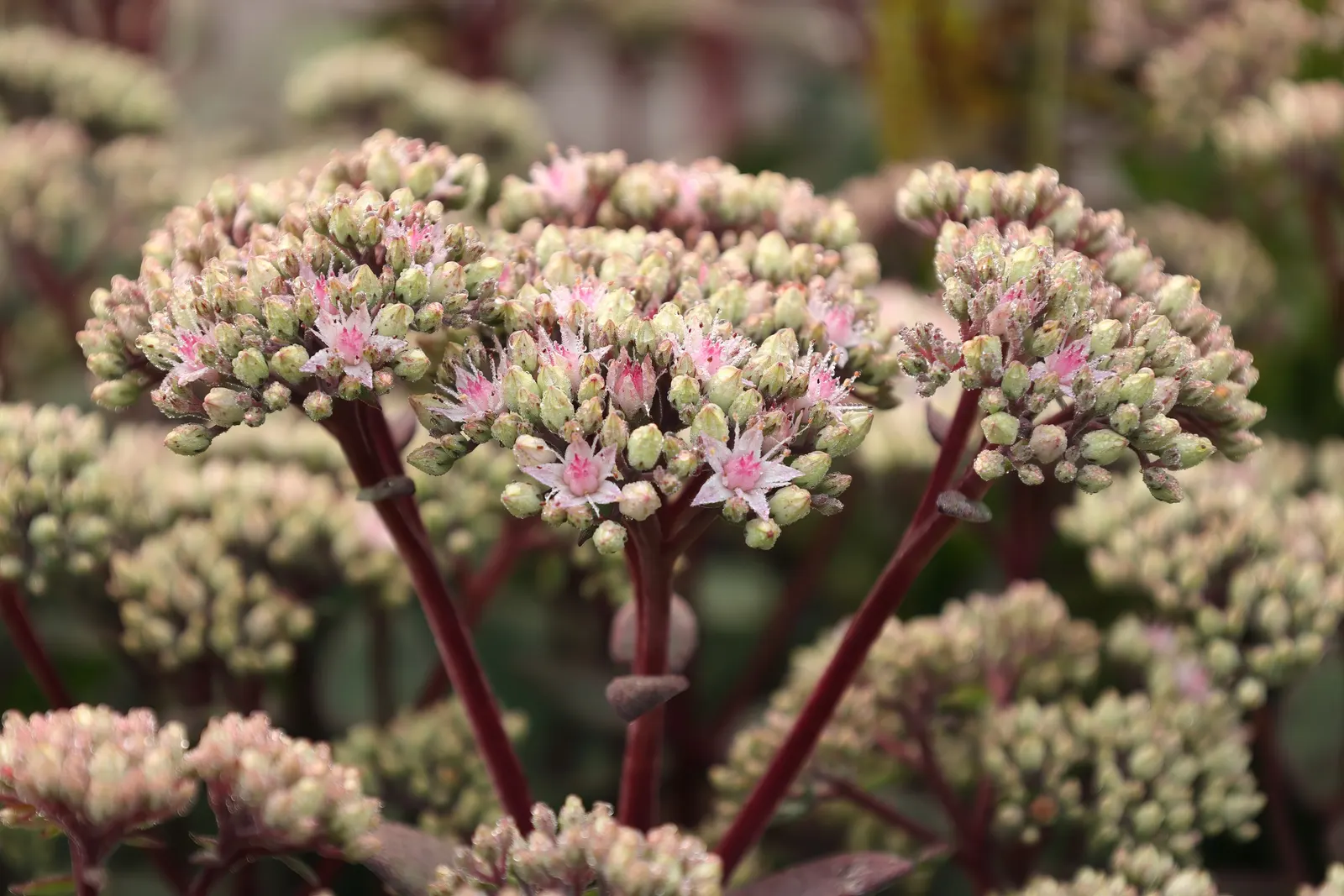 Autumn Stonecrop (Sedum 'Matrona') — upright stems reaching 18-24 inches tall and wide; ground cover with pink blooms