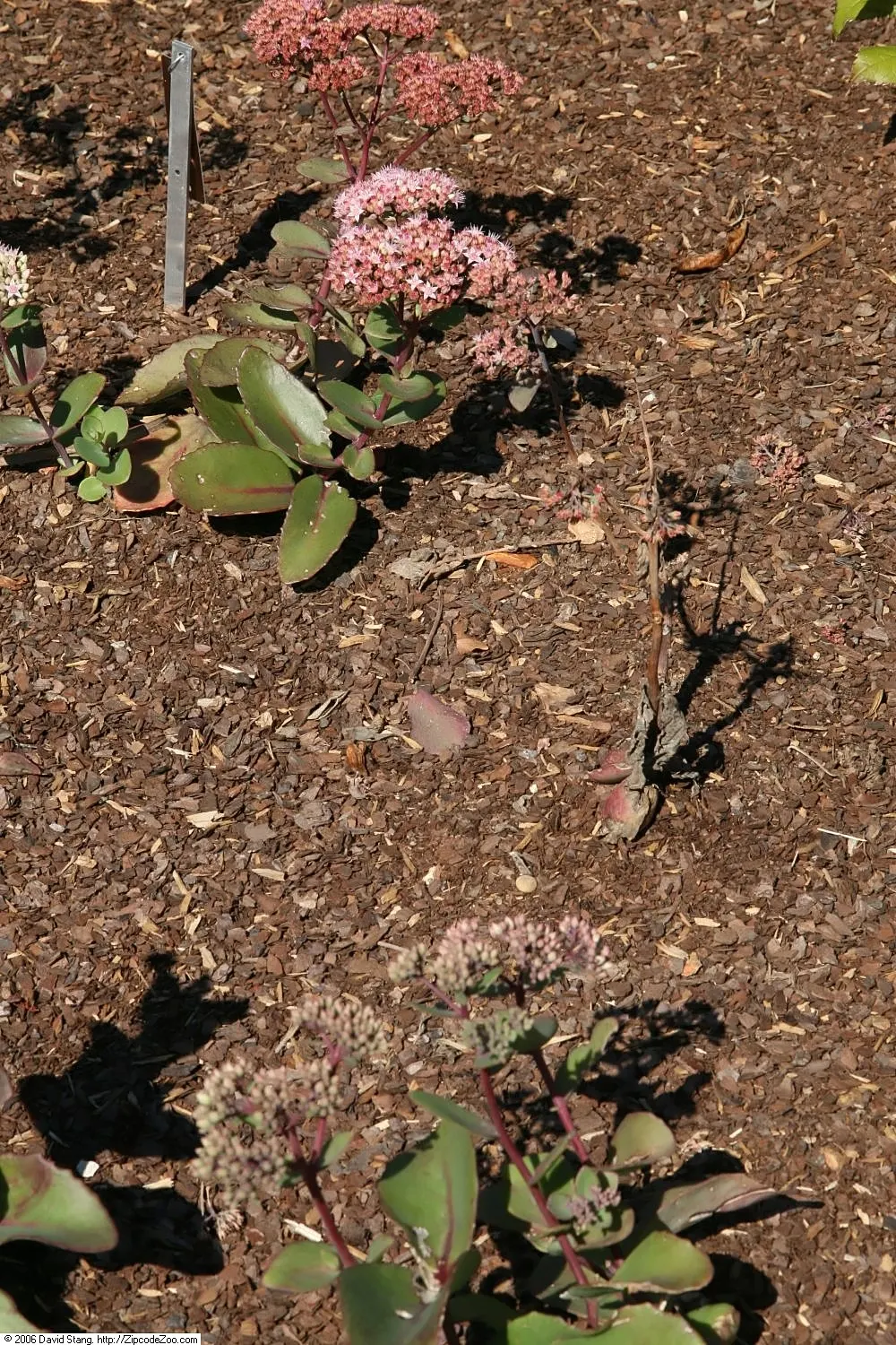 Autumn Stonecrop (Sedum 'Matrona') — This drought-tolerant perennial is excellent for xeriscaping