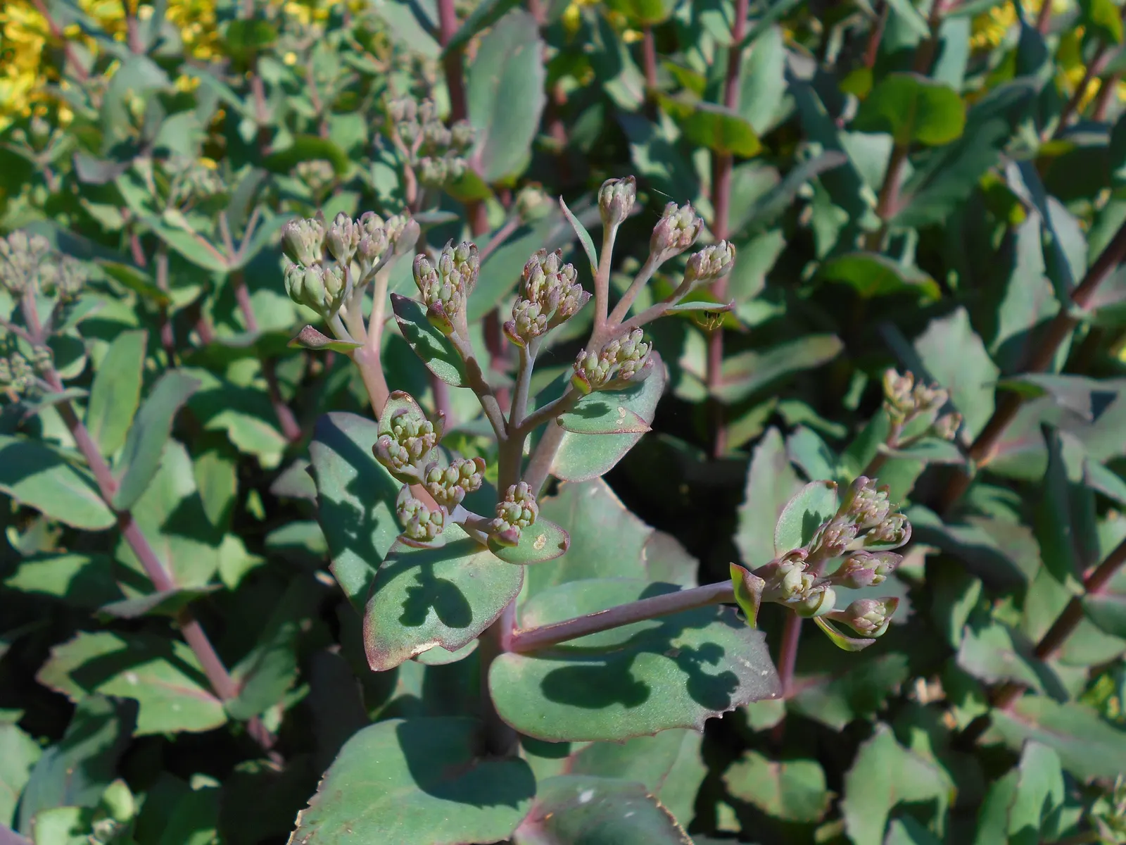 Autumn Stonecrop (Sedum 'Matrona') — This Stonecrop variety features robust