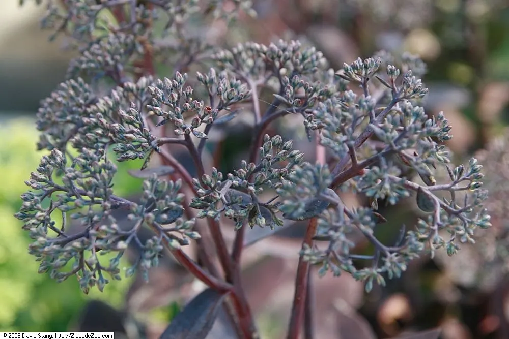 Autumn Stonecrop (Sedum 'Matrona') — This drought-tolerant perennial is excellent for xeriscaping; attracting pollinators while providing late-season interest