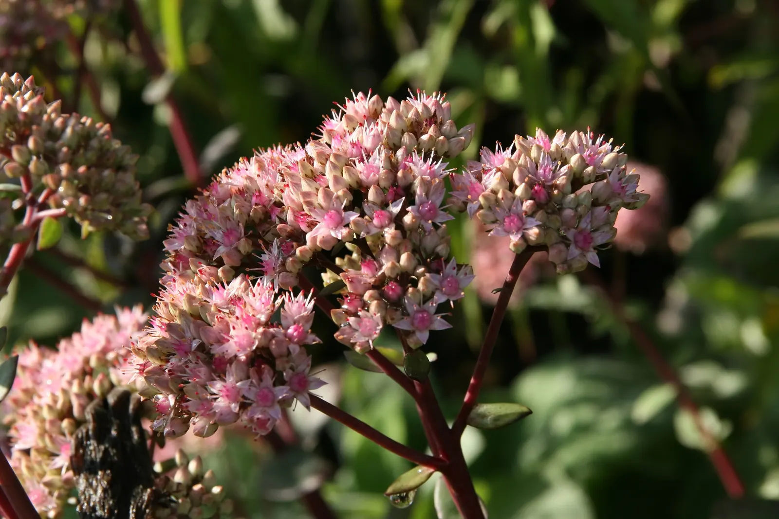 Autumn Stonecrop (Sedum 'Matrona') — is an exquisite perennial that would make a striking addition to any landscape design