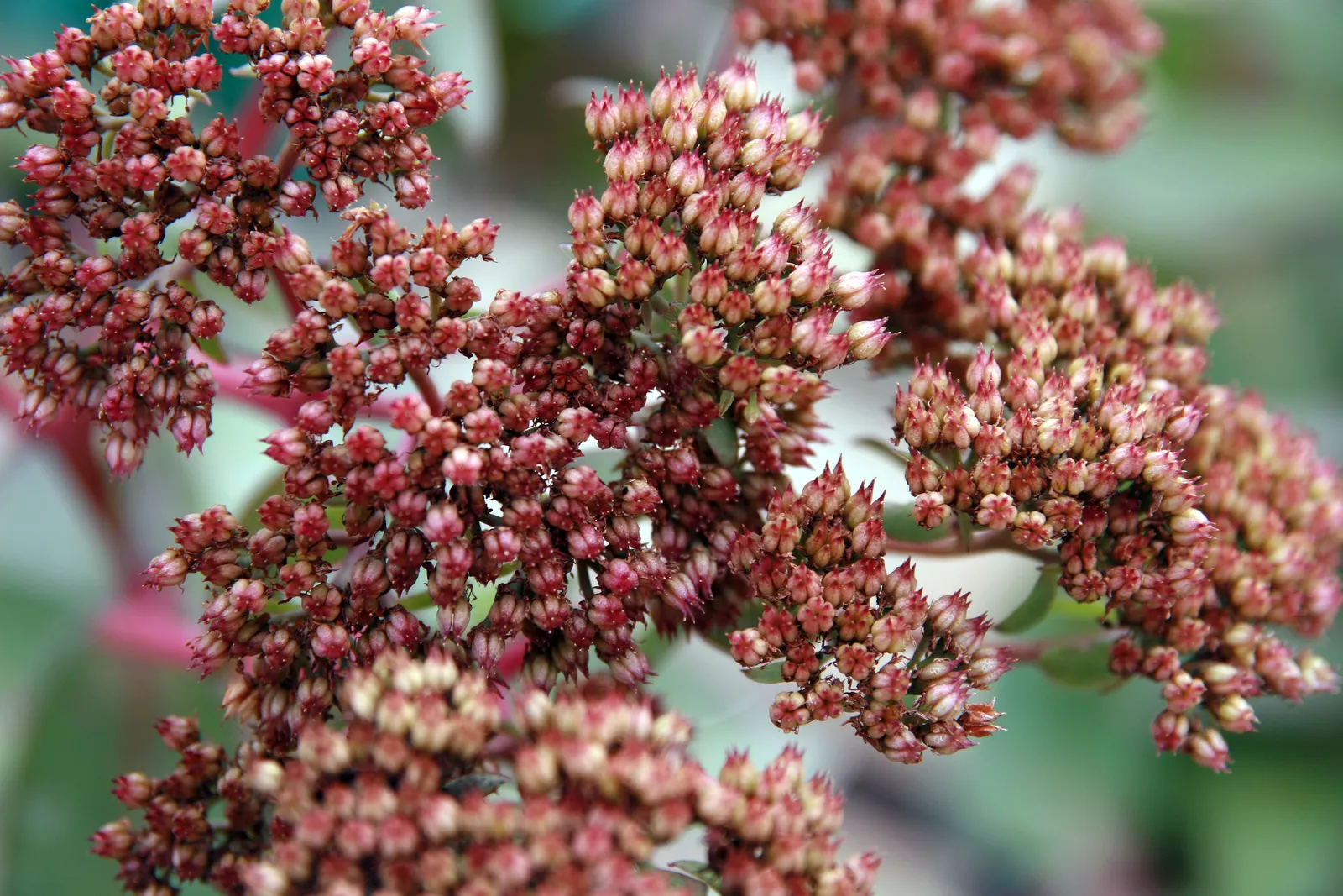 Autumn Stonecrop (Sedum 'Matrona') — as stems remain upright and attractive through the colder months