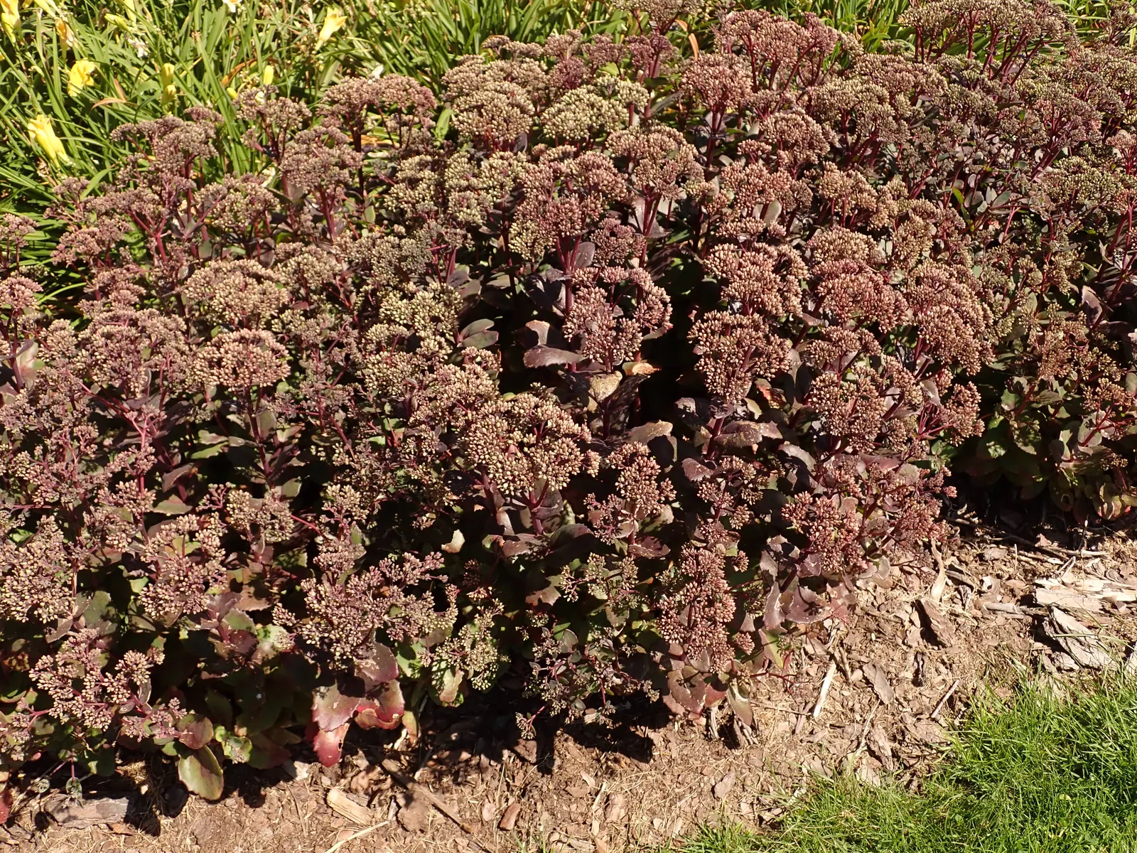 Autumn Stonecrop (Sedum 'Matrona') — The stems arise from a dense rosette of fleshy