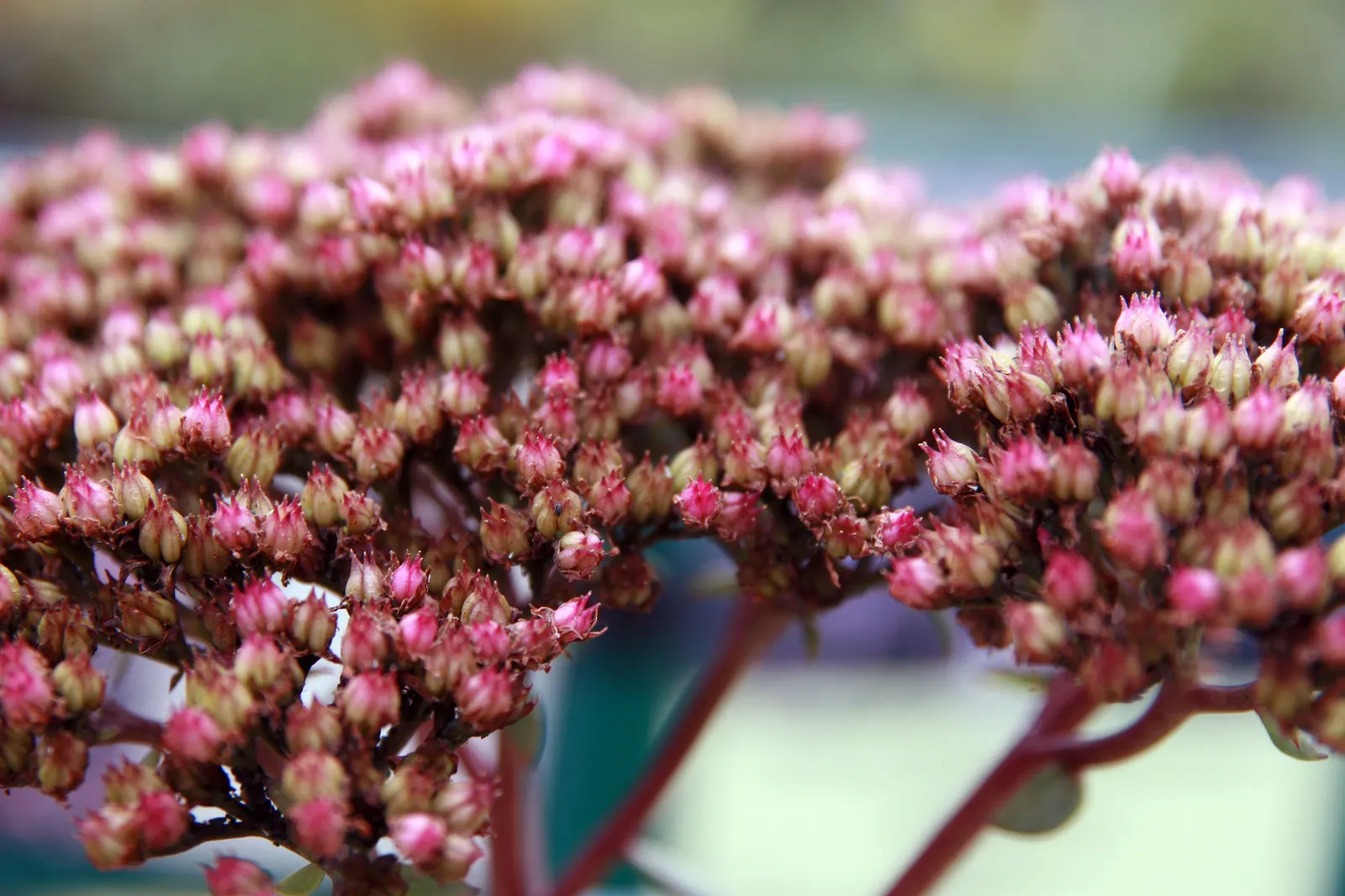 Autumn Stonecrop (Sedum 'Matrona') — star-shaped pink flowers provide a splendid display atop sturdy