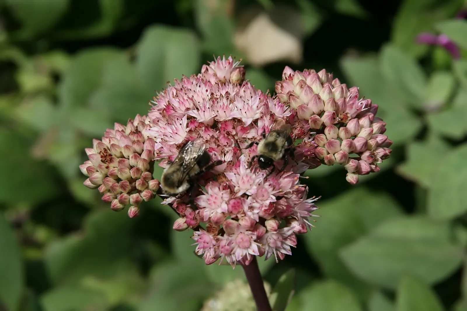 Autumn Stonecrop (Sedum 'Matrona') — upright stems reaching heights of approximately 18 to 24 inches