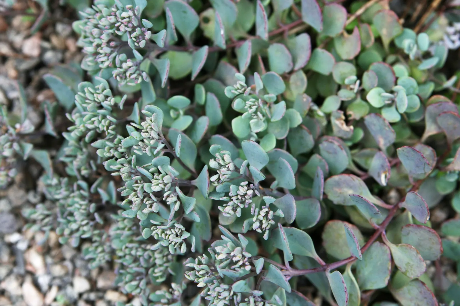 Autumn Stonecrop (Sedum 'Matrona') — Sedum 'Matrona' performs best when planted in full sun to part shade in well-draining soil