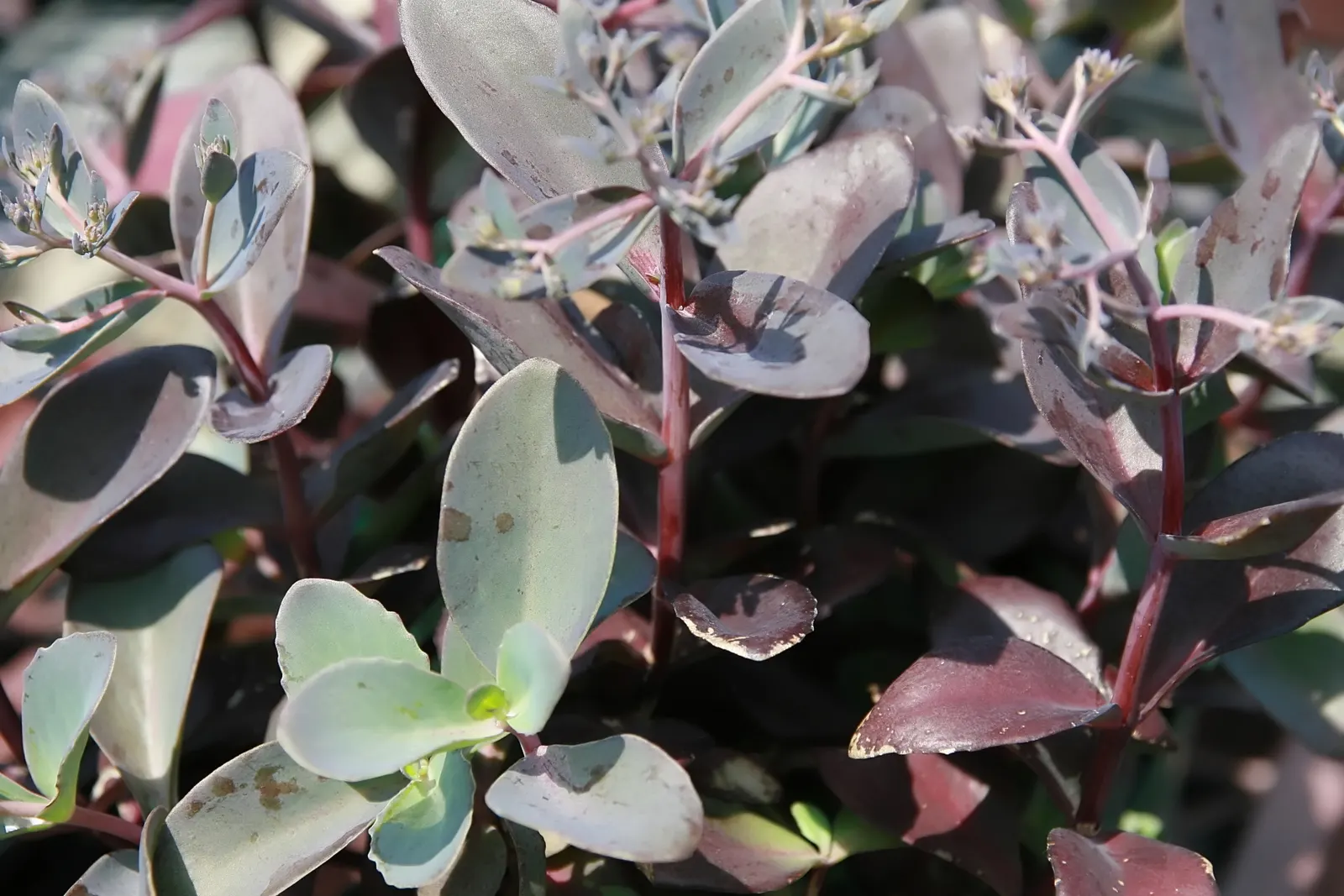 Autumn Stonecrop (Sedum 'Matrona') — blue-green foliage edged with pink; upright stems reaching 18-24 inches tall and wide