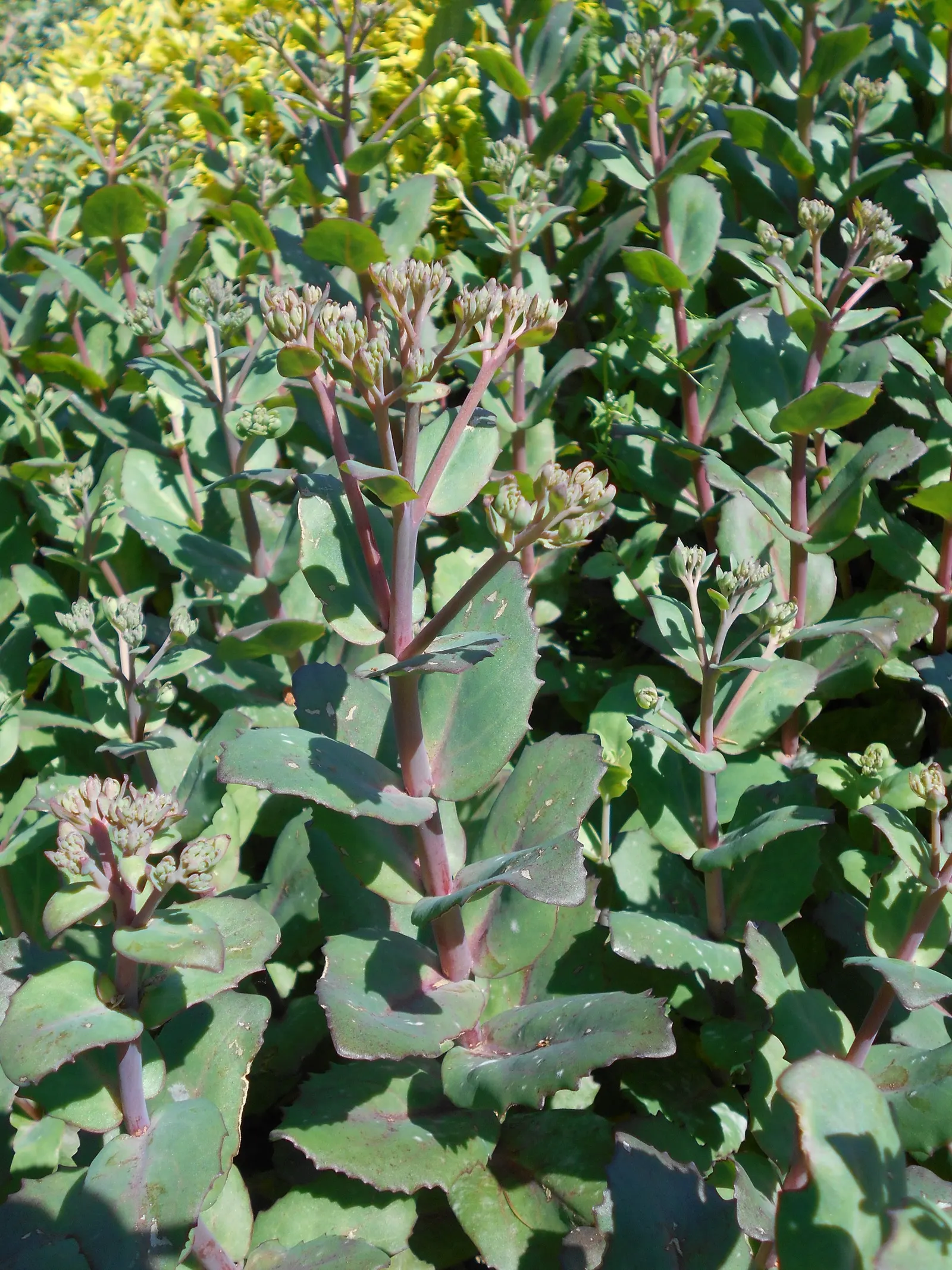Autumn Stonecrop (Sedum 'Matrona') — Full sun and well-draining soil are optimal