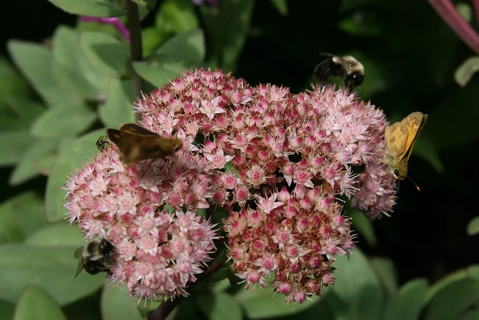 Autumn Stonecrop (Sedum 'Matrona') — attracting pollinators while providing late-season interest in USDA zones 3-9