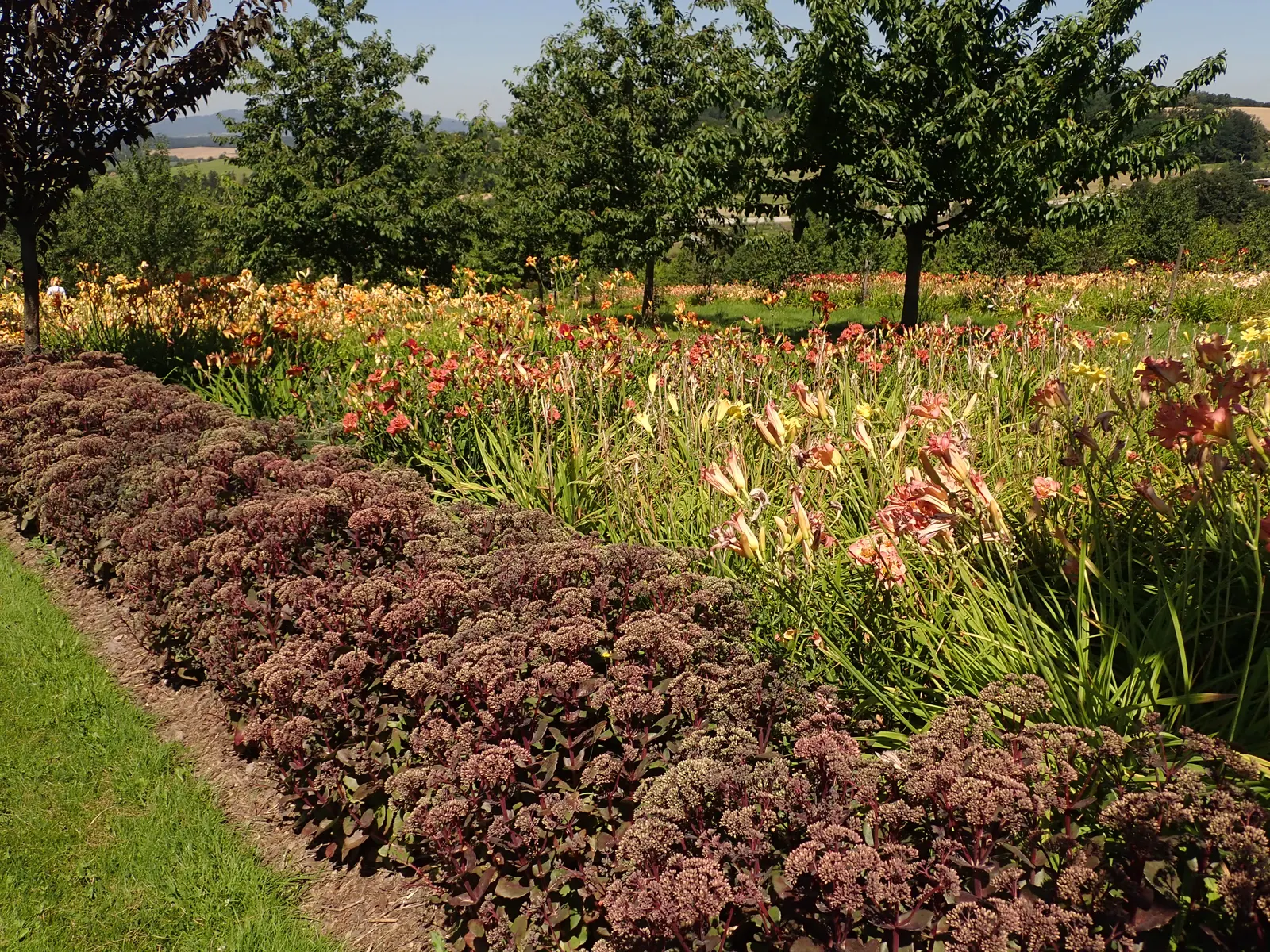 Autumn Stonecrop (Sedum 'Matrona') — maturing to a striking bronze