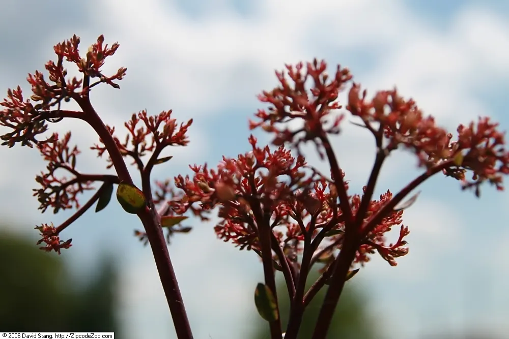 Autumn Stonecrop (Sedum 'Matrona') — dusky pink as they mature