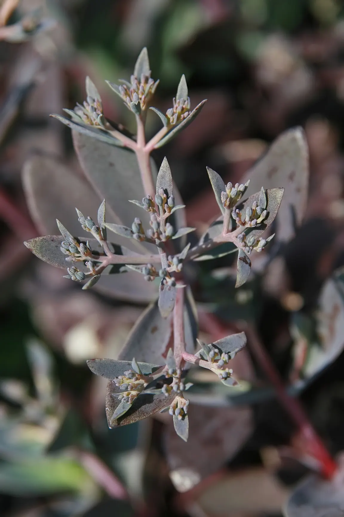 Autumn Stonecrop (Sedum 'Matrona') — attracting pollinators while providing late-season interest in USDA zones 3-9; the stems arise from a dense rosette of