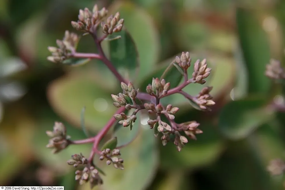 Autumn Stonecrop (Sedum 'Matrona') — 'Matrona' produces clusters of tiny