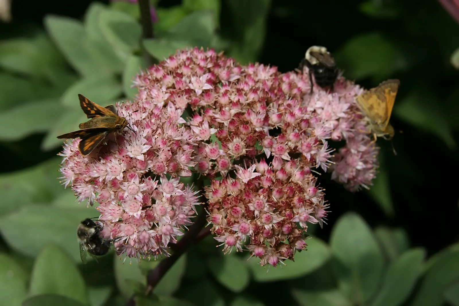 Autumn Stonecrop (Sedum 'Matrona') — upright stems reaching 18-24 inches tall and wide