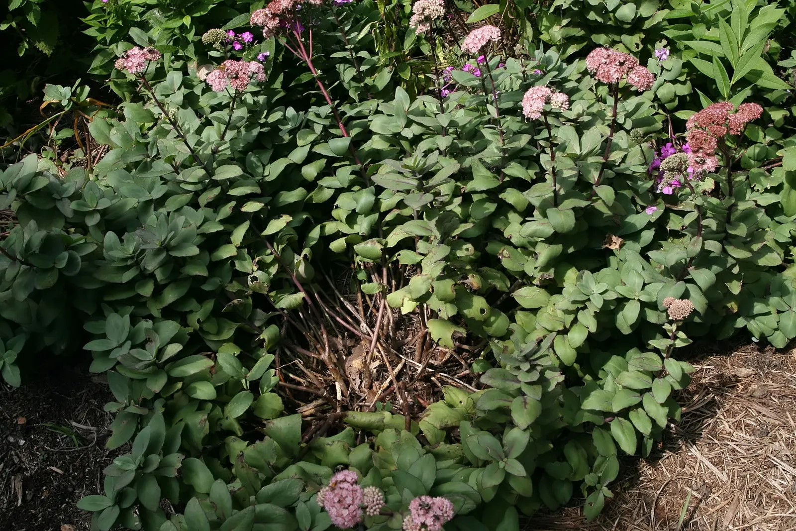 Autumn Stonecrop (Sedum 'Matrona') — These flower clusters can span up to 6 inches across