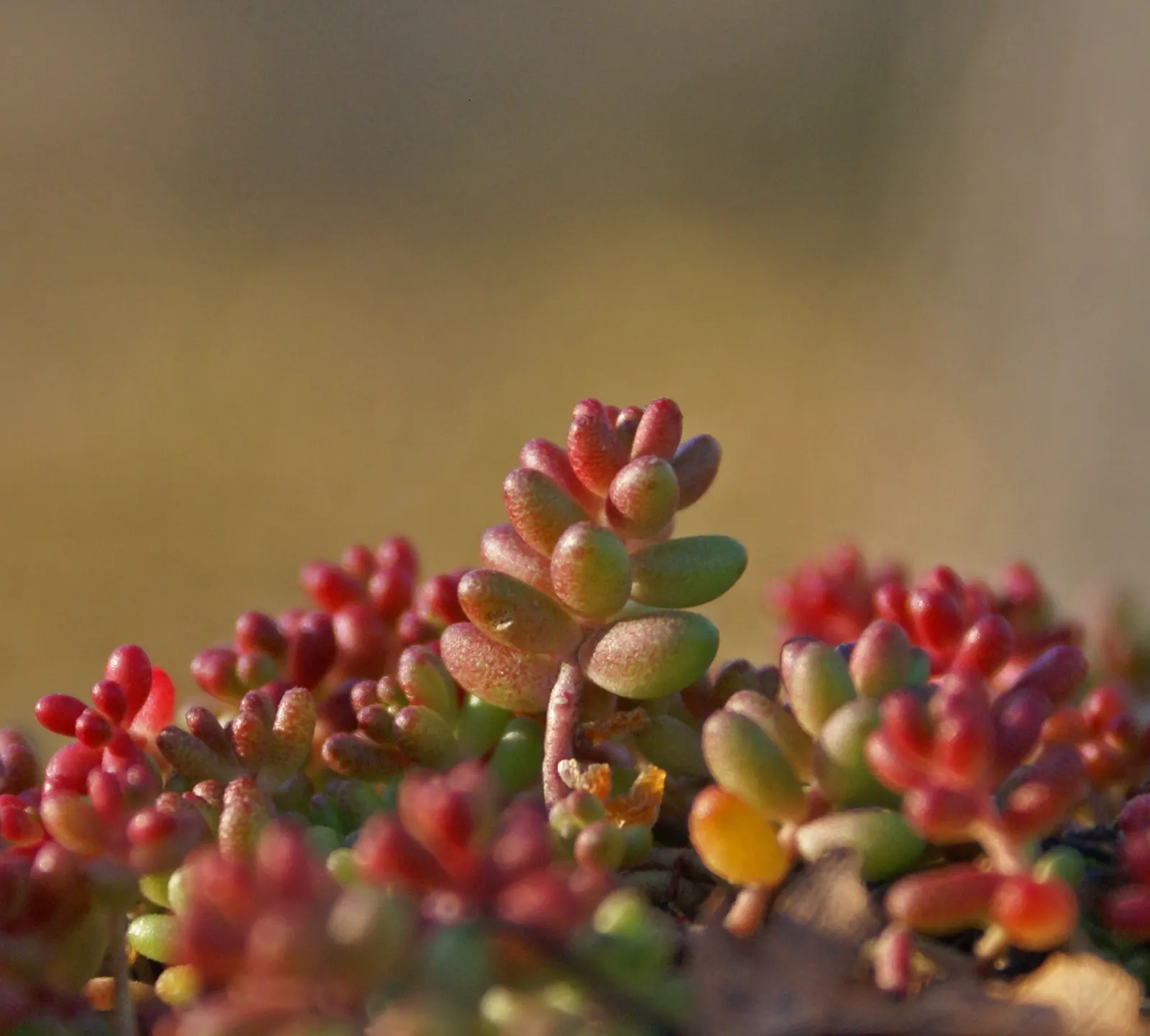 Autumn Stonecrop (Sedum 'Matrona') — its ability to withstand harsh conditions and its winter interest