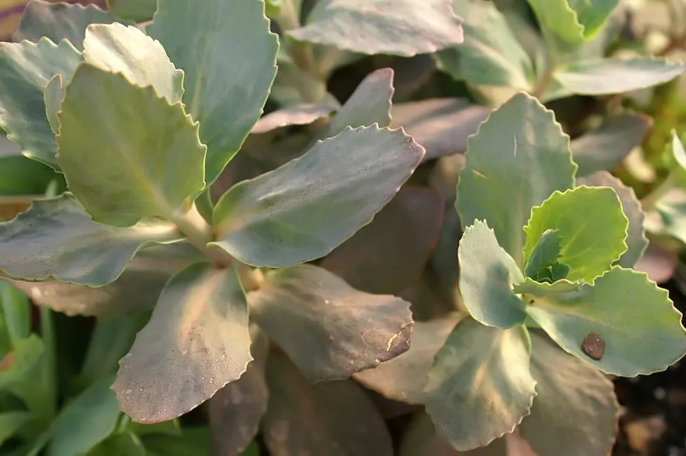 Autumn Stonecrop (Sedum 'Matrona') — ground cover with pink blooms