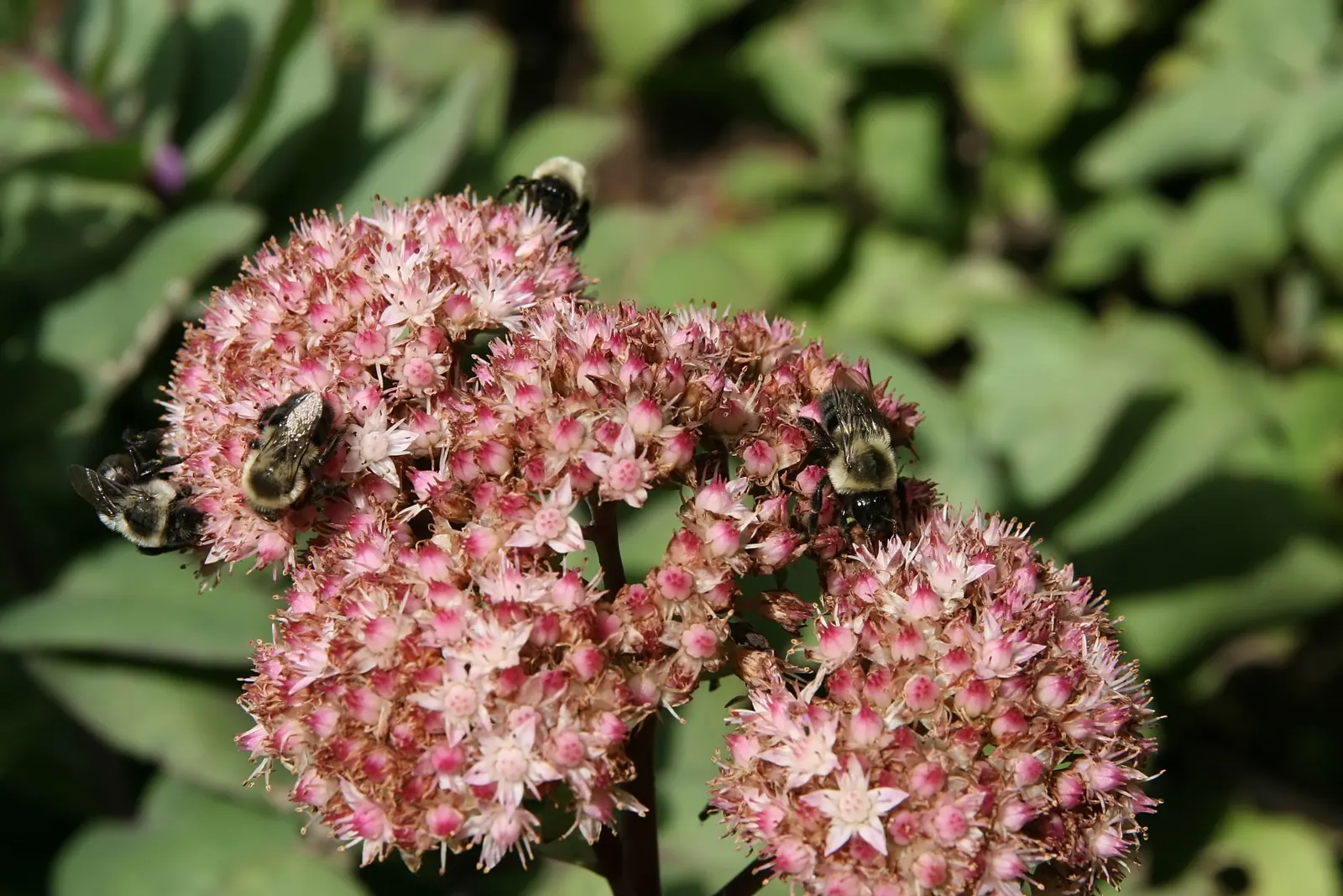 Autumn Stonecrop (Sedum 'Matrona') — pink flowers in the garden