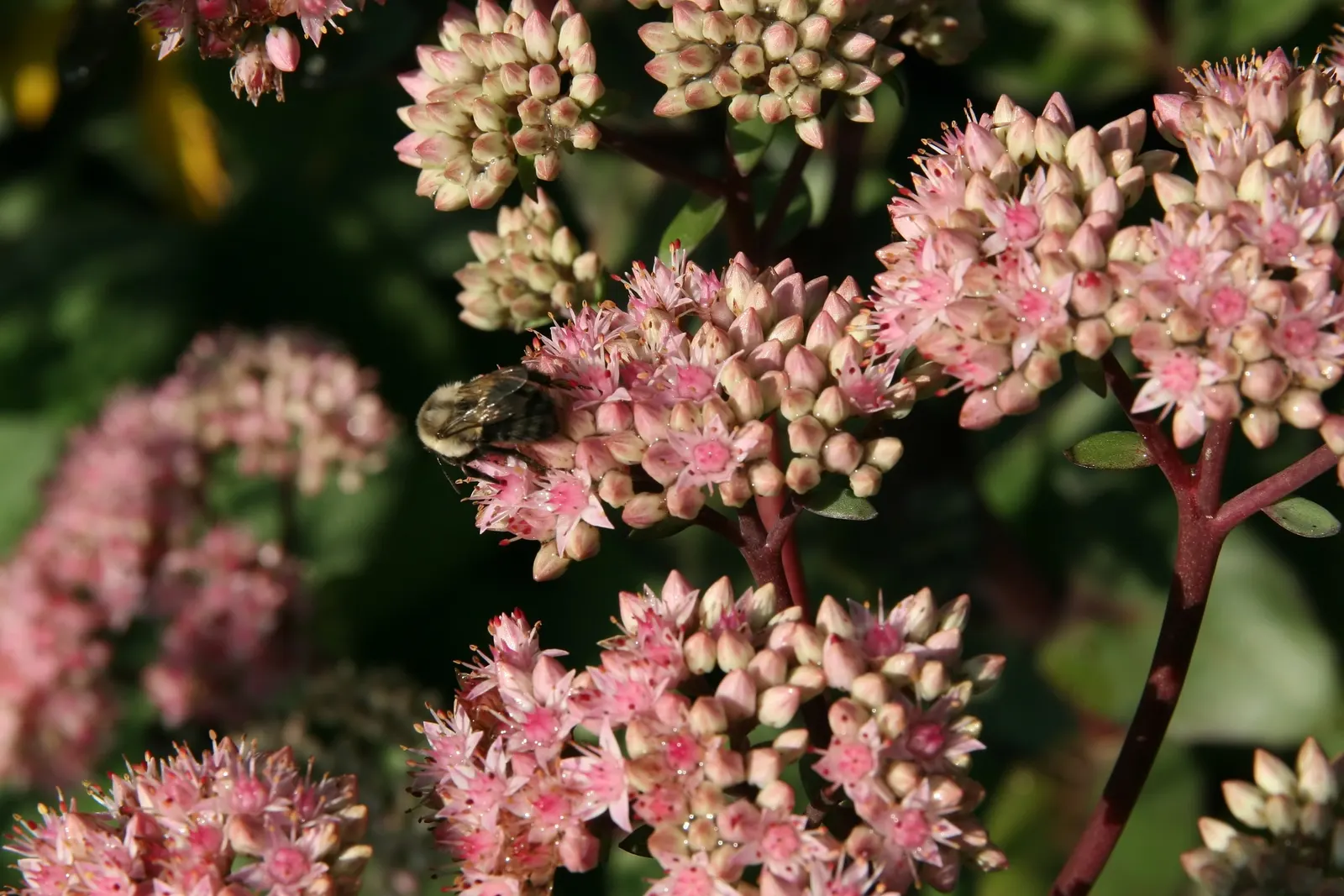 Autumn Stonecrop (Sedum 'Matrona') — is an exquisite perennial that would make a striking addition to any landscape design; scientifically referred to as Sedum