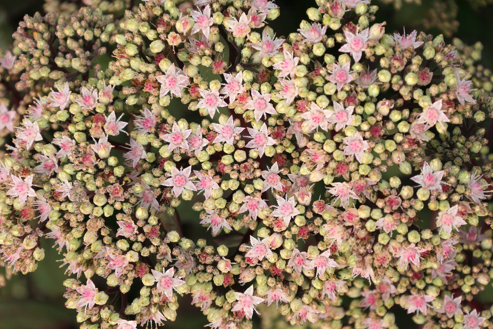 Autumn Stonecrop (Sedum 'Matrona') — maturing to a striking bronze; upright stems reaching heights of approximately 18 to 24 inches
