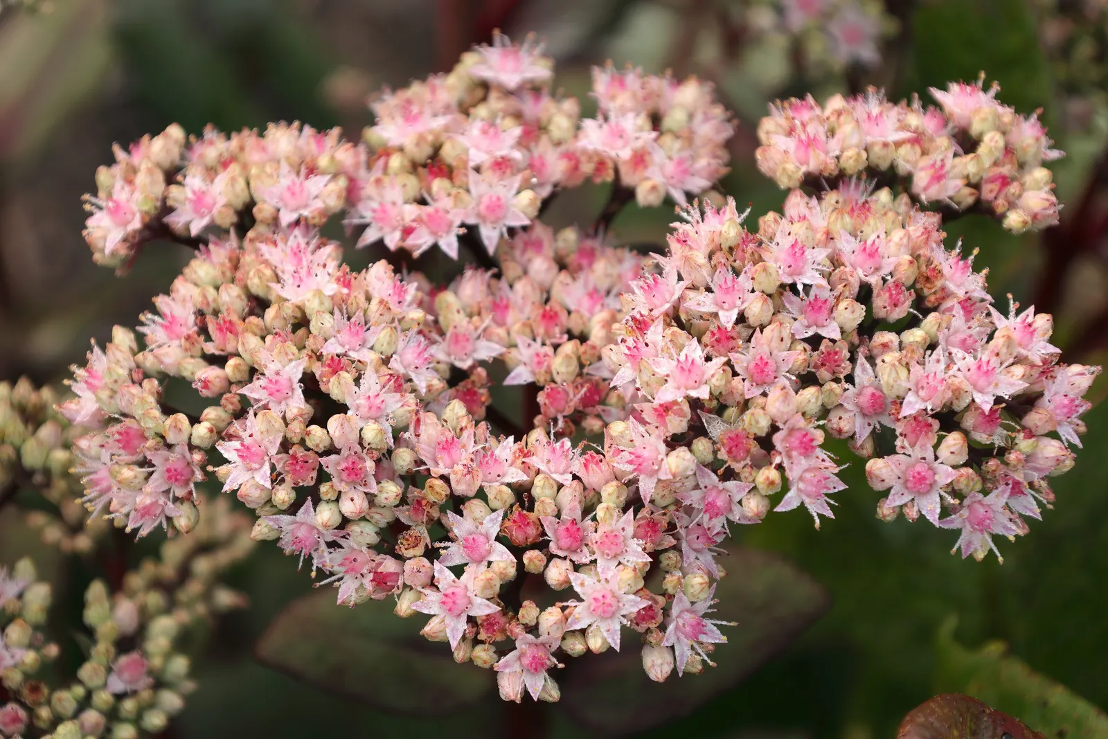 Autumn Stonecrop (Sedum 'Matrona') — and late-season blooms that clients will find both visually pleasing and practical for their garden space