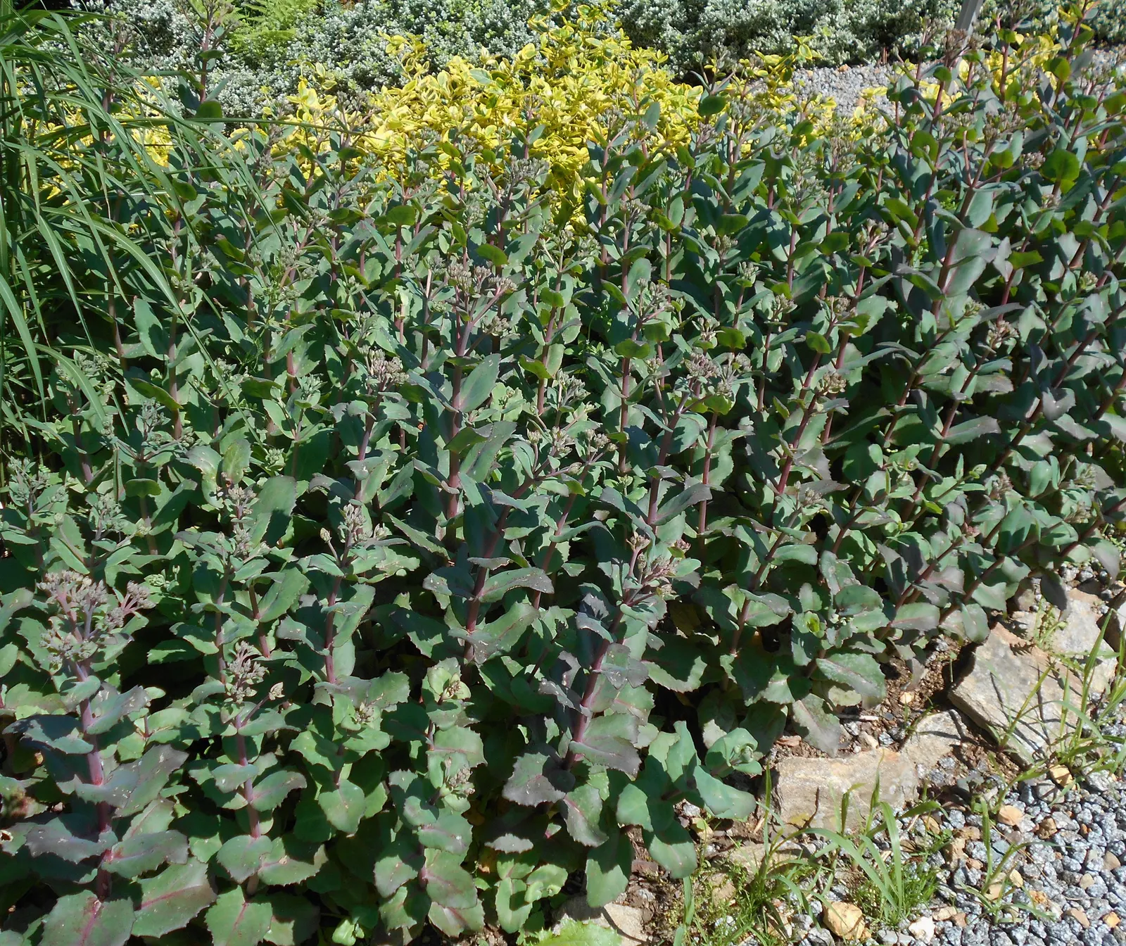 Autumn Stonecrop (Sedum 'Matrona') — with a spread of 18 to 24 inches
