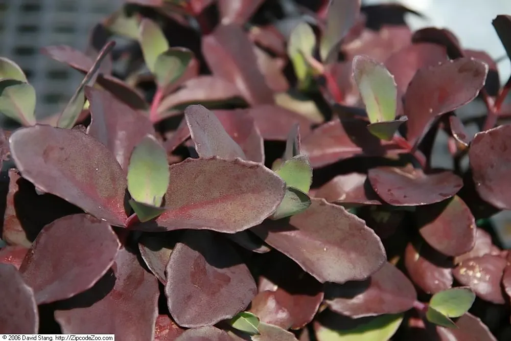 Autumn Stonecrop (Sedum 'Matrona') — scientifically referred to as Sedum 'Matrona'; blue-green foliage edged with pink