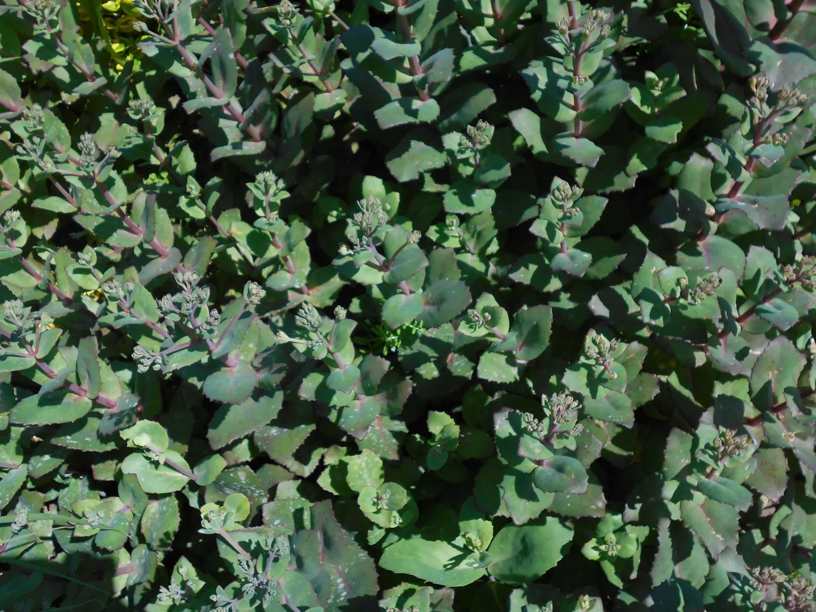 Autumn Stonecrop (Sedum 'Matrona') — star-shaped pale pink flowers that evolve into a deep
