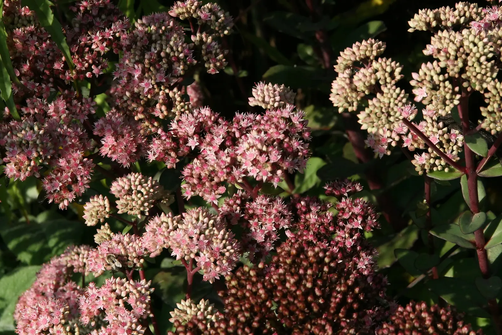 Autumn Stonecrop (Sedum 'Matrona') — scientifically referred to as Sedum 'Matrona'