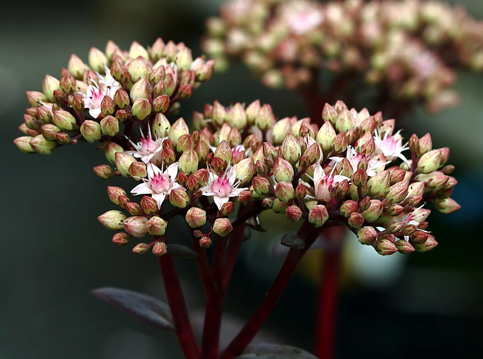 Autumn Stonecrop (Sedum 'Matrona') — which makes it an excellent choice for xeriscaping or in gardens that require low maintenance plantings