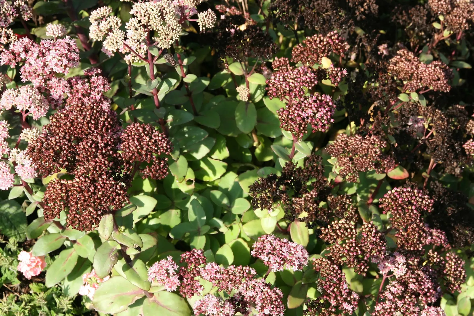 Autumn Stonecrop (Sedum 'Matrona') — blue-green foliage edged with pink