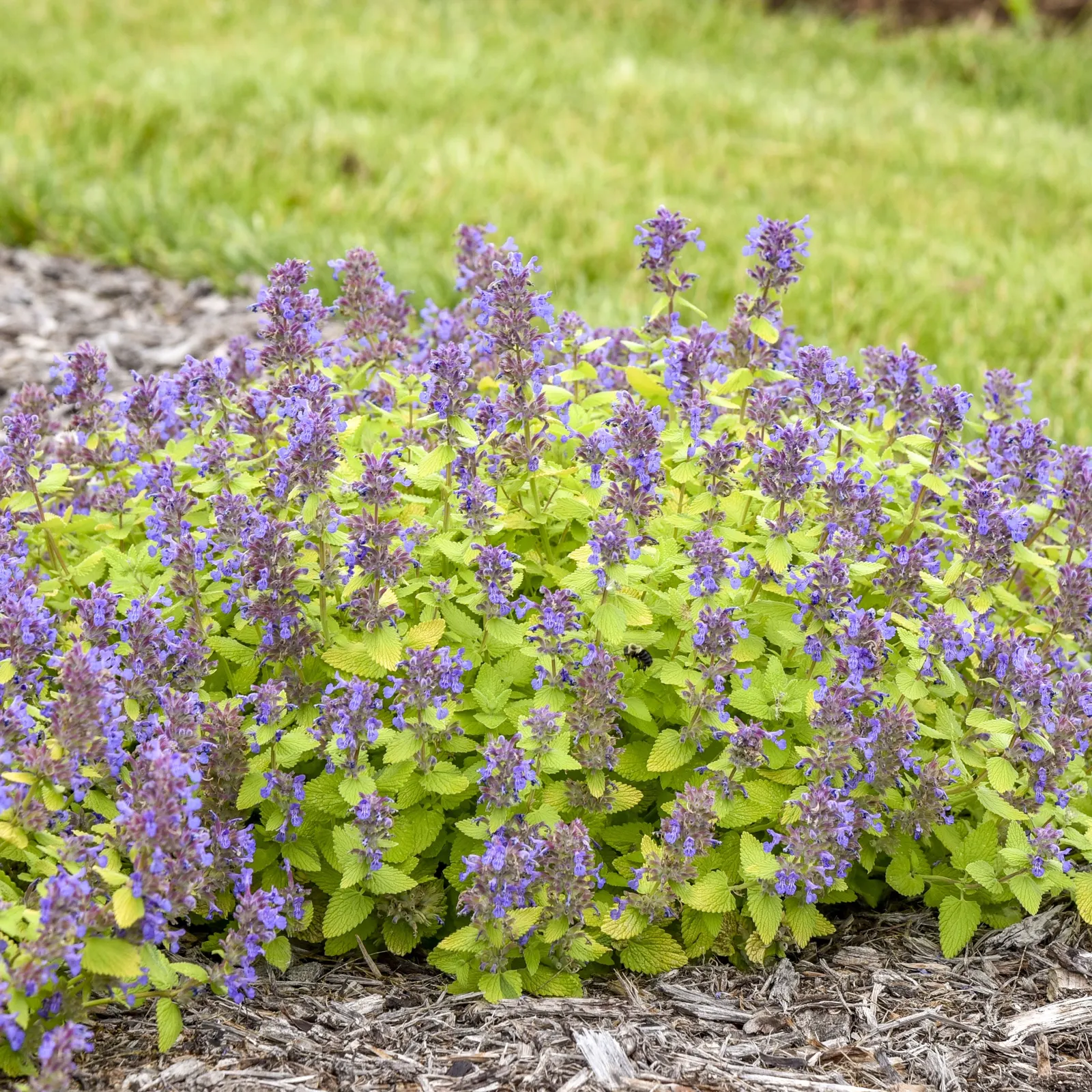 'Lemon Purrfection' Catmint (Nepeta hybrid) — It forms a tidy mound 10-12 inches tall and 16-18 inches wide