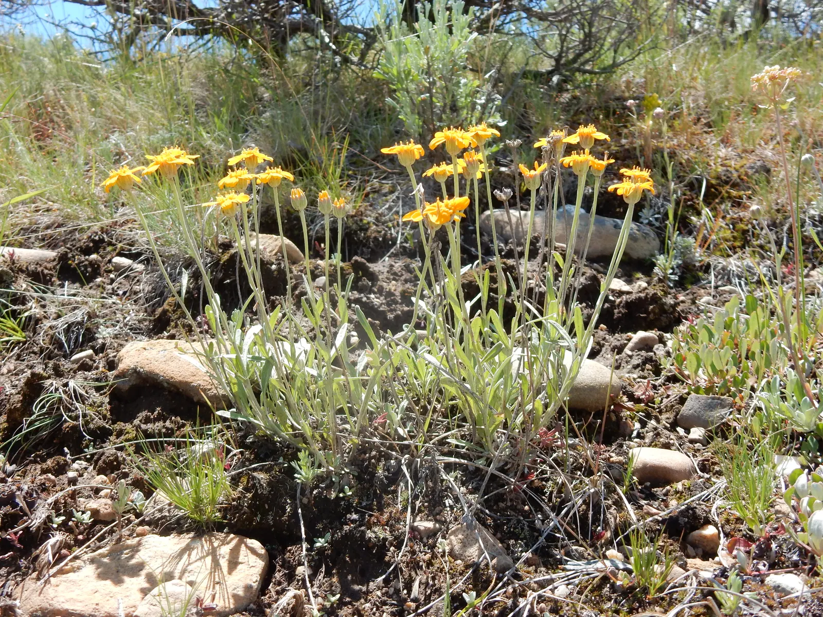Common Woolly Sunflower (Eriophyllum Lanatum) — Its leaves are lance-shaped