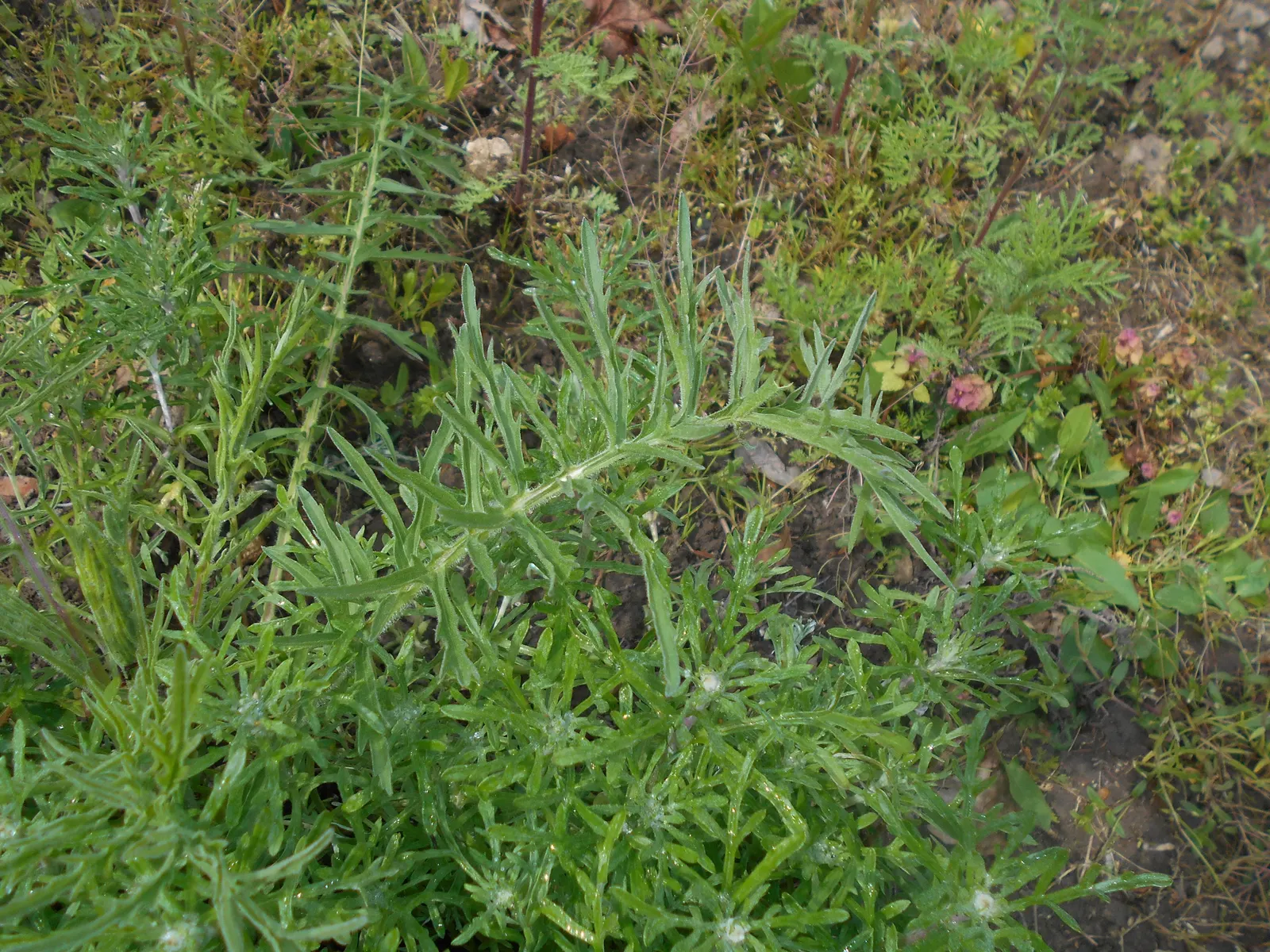 Common Woolly Sunflower (Eriophyllum Lanatum) — yellow flowers in the garden