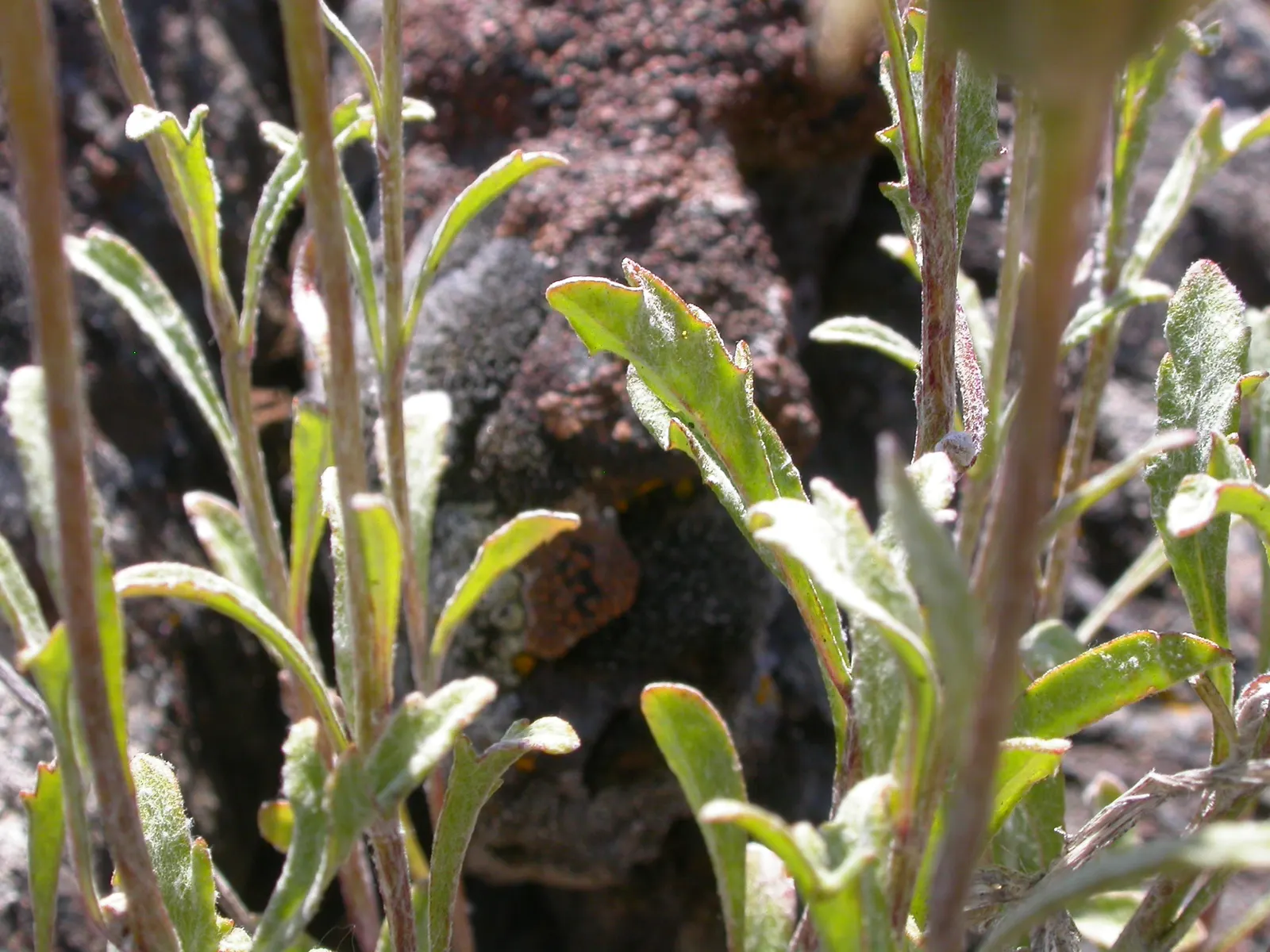 Common Woolly Sunflower (Eriophyllum Lanatum) — perennial with yellow blooms