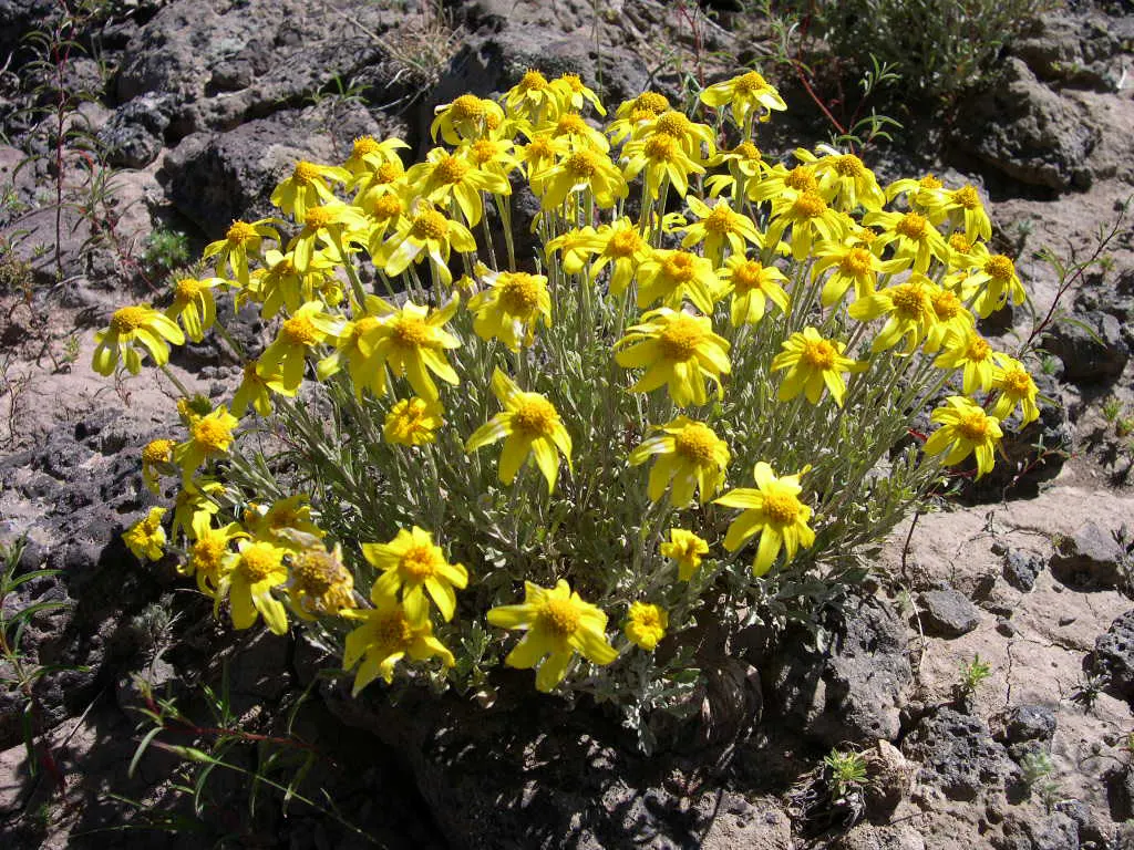 Common Woolly Sunflower (Eriophyllum Lanatum) — and the woolly texture helps in water conservation; maintenance is minimal, requiring only occasional
