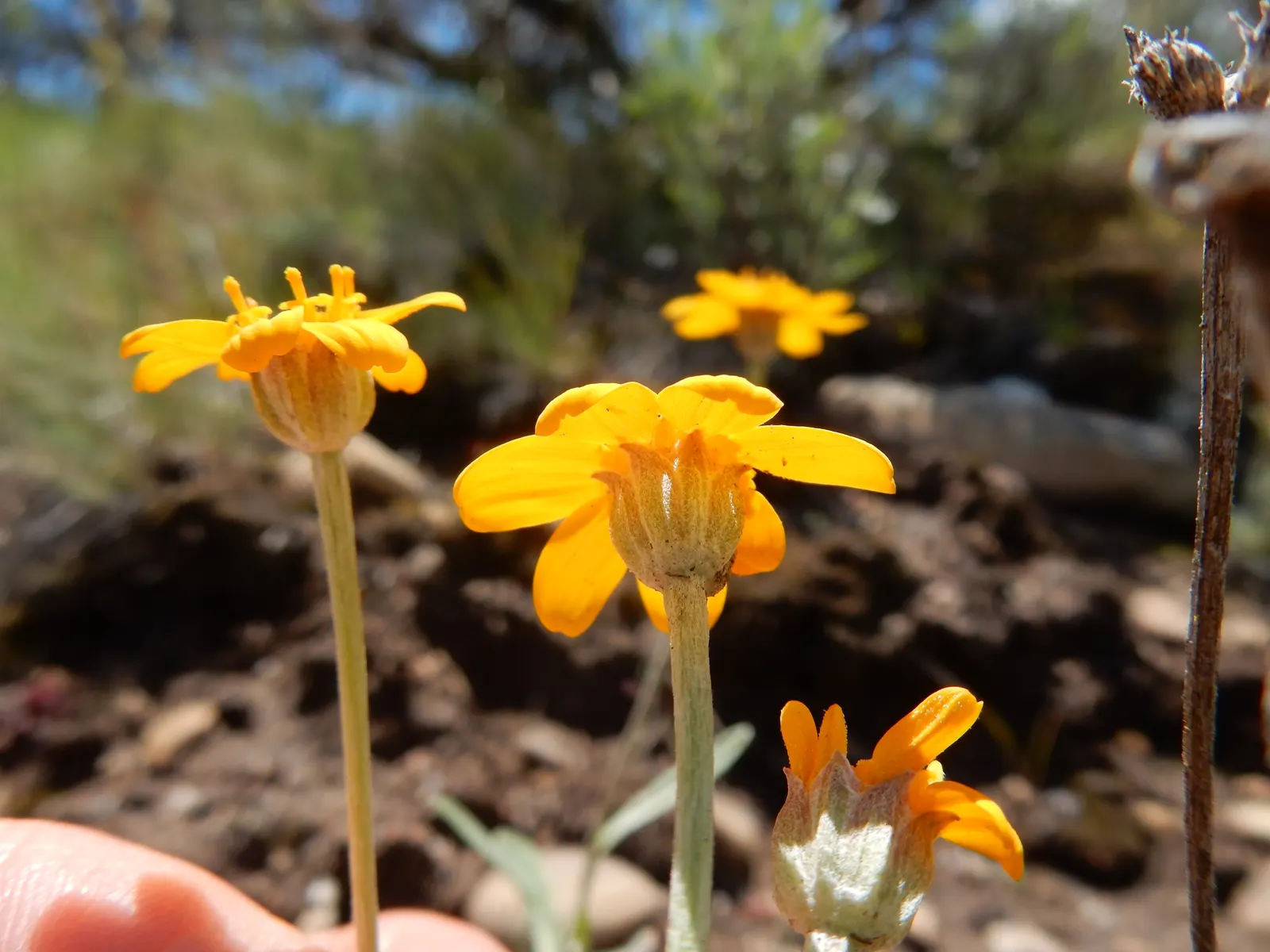 Common Woolly Sunflower (Eriophyllum Lanatum) — The Woolly Sunflower typically reaches a modest height of 1-2 feet with a similar spread