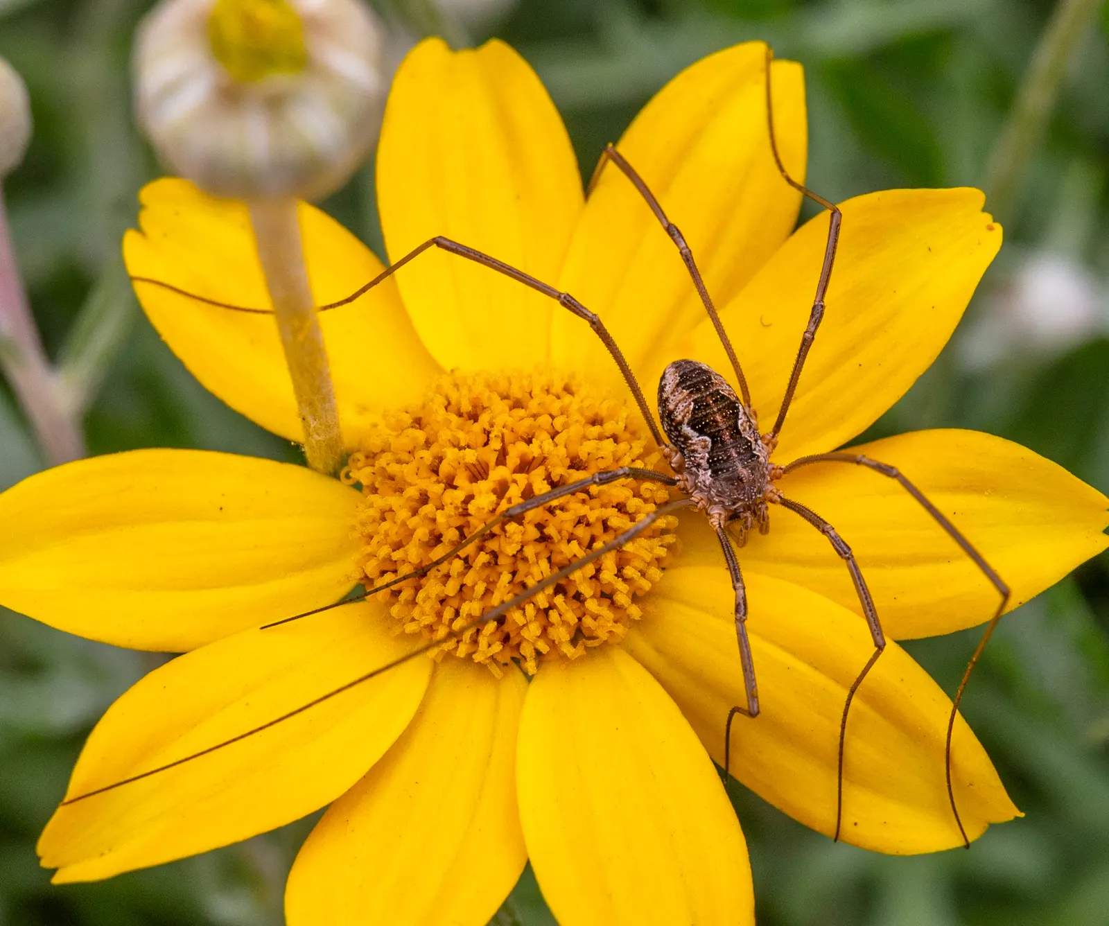 Common Woolly Sunflower (Eriophyllum Lanatum) — this hardy plant can thrive in a variety of conditions