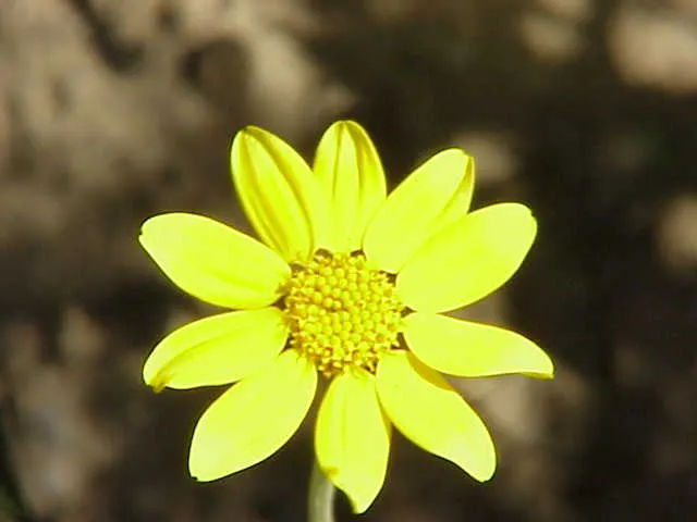 Common Woolly Sunflower (Eriophyllum Lanatum) — Ideal for drought-resistant landscapes, it thrives in full sun with well-draining soil; yellow flowers in the