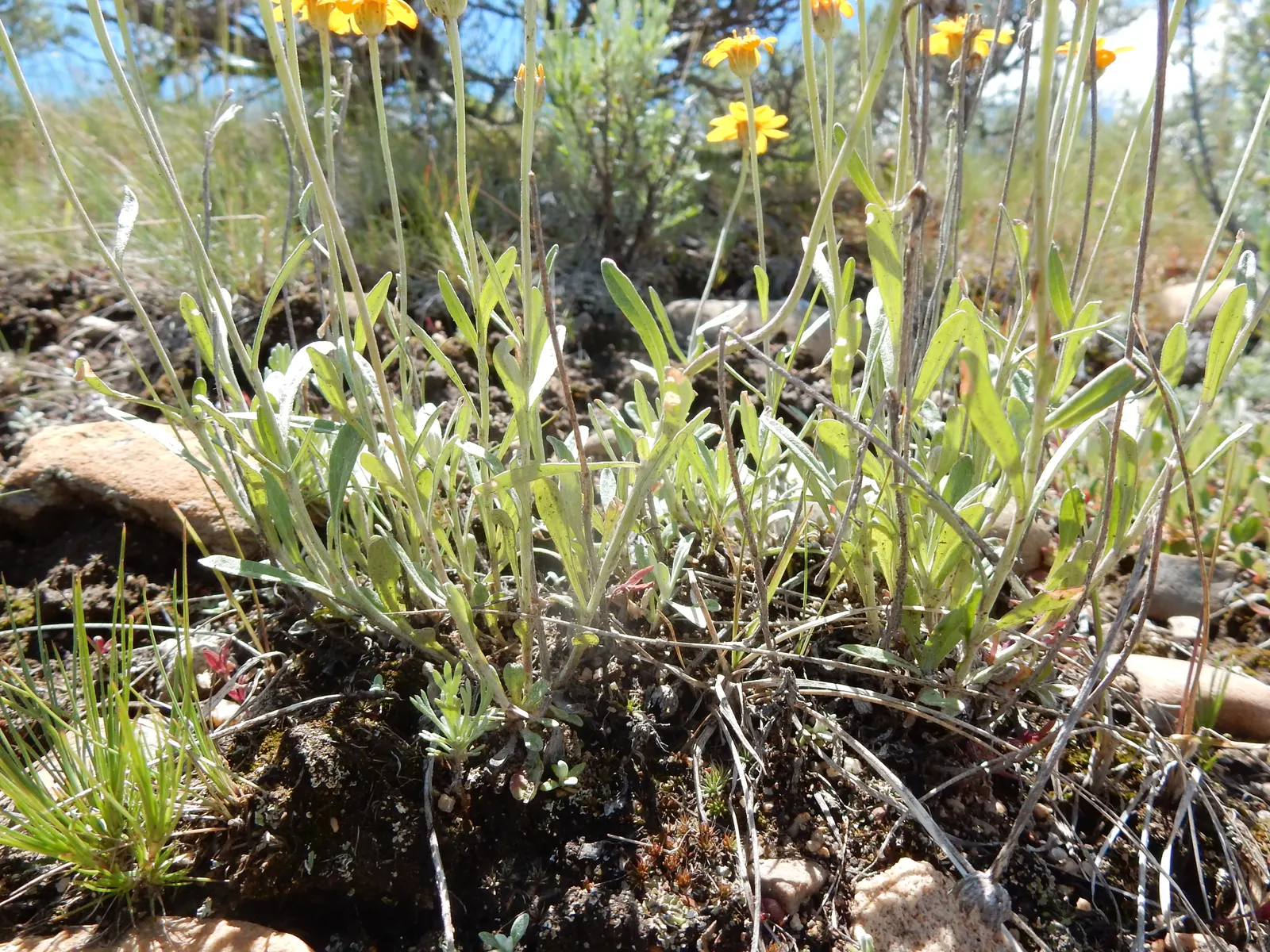 Common Woolly Sunflower (Eriophyllum Lanatum) — or use it to provide a soft contrast to sharper foliage in a mixed border